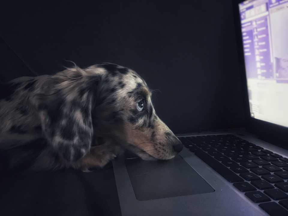 Imagem de um cachorro com aspecto de cansado, olhando fixamente para a tela de um computador, como se fosse um desenvolvedor tentando resolver um bug a horas.